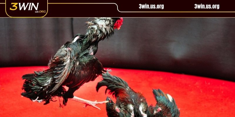 Chiến kê chuẩn bị kỹ lưỡng trước trận đá gà Campuchia