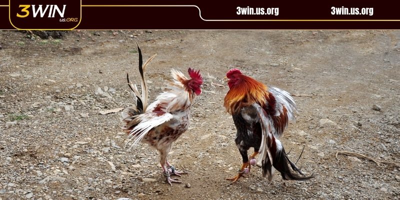 Chiến kê cựa tròn trong đá gà Thomo đầy hấp dẫn