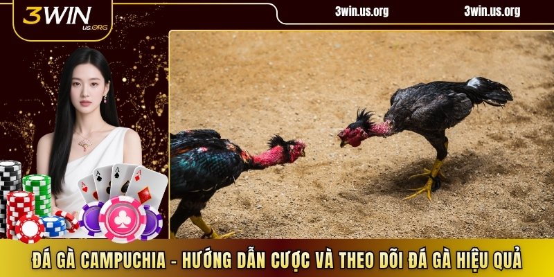 Đá gà Campuchia