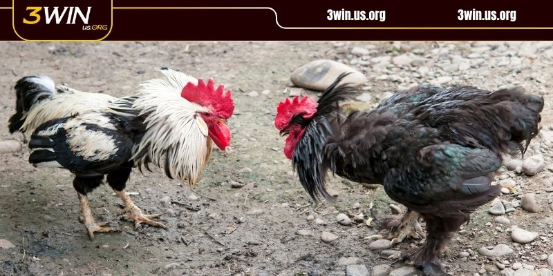 Hệ thống được thiết kế sinh động và trực quan