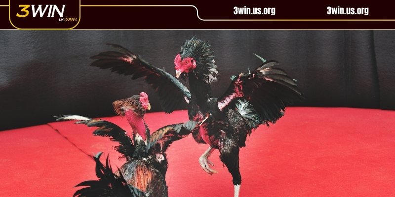 Hướng dẫn tân thủ cá cược đá gà trực tiếp