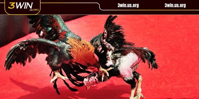 Mẹo theo dõi đá gà Thomo từ cao thủ