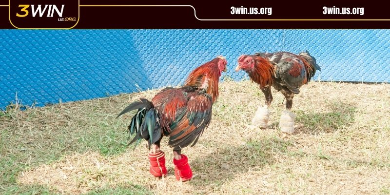 Người tham gia theo dõi và đặt cược đá gà