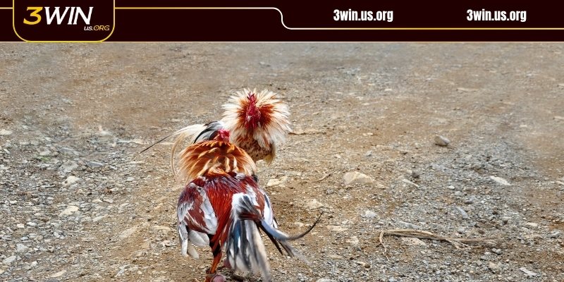 Trận đá gà Campuchia diễn ra trực tiếp tại trường đấu